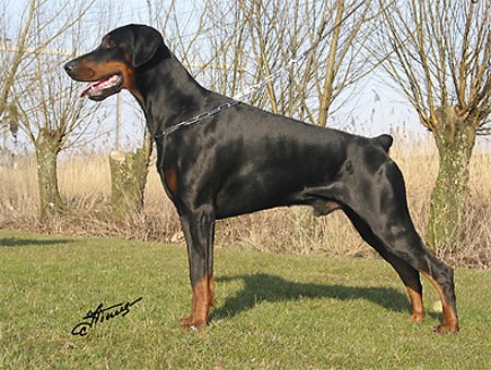 Andor Absolut Russkaja Mechta